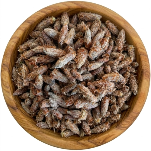pączki-sosny-mystic.garden.png