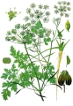pietruszka morfologia.jpg
