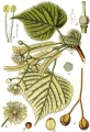 morgologia lipa kwiat — kopia.jpg