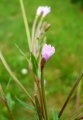 wierzbownica.webp
