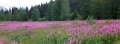 a0436b6145ab9750b6dfcc6c4a16