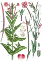 70c1956247ee8ee5db78ac777b68