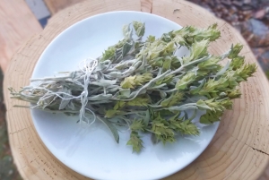 Gojnik szczyty kwiatów i łodyga susz Sideritis Scardica 1 kg