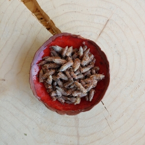 Sosna zwyczajna Pączek sosny cały susz Pinus sylvestris 250 g