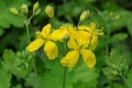 Cytryniec chiński kwiat