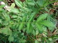 Agrimonia_eupatoria_leaf_(01).jpg
