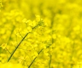 rzepik.png