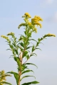 goldenrod-2685798_1920.jpg