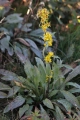 Solidago_virgaurea_328483758.jpg