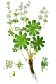 Alchemilla_alpina_Sturm56 przywrotnik.jpg
