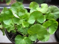 1280px-CentellaAsiatica.jpg