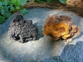 Chaga-Tad4.jpg
