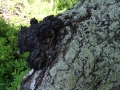 Inonotus_obliquus_BMa6_(2)huba.jpg