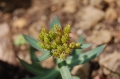 Rhodiola_rosea_in_flower rozeniec.jpeg
