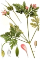 bodziszek mor.jpg