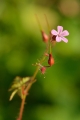Geranium_robertianum_- bodziszek.jpg