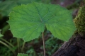 coltsfoot-1524863_1280.jpg