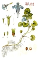 Glechoma_hederacea bluszczyk.jpg