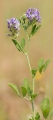 Luzerne_Medicago_sativa.jpg