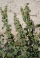Marrubium_vulgare_1 szanta.jpg