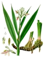 galangal.jpg