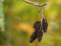 Red_Alder_Female_Catkins_in_Autumn szyszki olchy.jpg