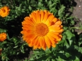 cc35fb724dc5b2d9bc60dfe75c76