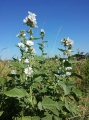 ba1a67eb41a8931723afa2189a46.jpeg