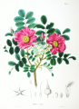 800px-Rosa_rugosa_SZ28.png