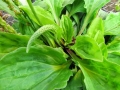 broadleaf-plantain-aaron-2.jpg