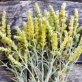 Sideritis-scardica-3.jpg