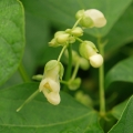 Phaseolus-vulgaris-1.jpg