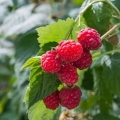 RASP_3_L261221.jpg