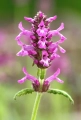 stachys_officinalis1.jpg