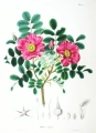 800px-Rosa_rugosa_SZ28.png