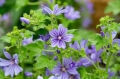 Ślaz dziki kwiat Malwa niebieska kwiaty malwy susz Mystic.Garden 50 g