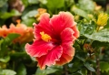 red-hibiscus-flower-stamen.jpg