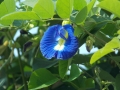 klitoria kwiat_2.jpg