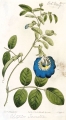 Clitoria-ternatea_4.jpg