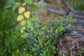 bilberry-plant-fruits-1024x683.jpeg