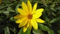 3tupinambo-helianthus-tube4.jpg