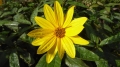 3tupinambo-helianthus-tube4.jpg