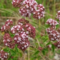 Oregano Lebiodka pospolita MysticGarden 2.jpg