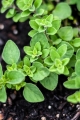Oregano Lebiodka pospolita MysticGarden 1.jpg