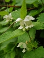 jasnota-biała-2.jpg