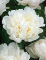 elbo08750.webp