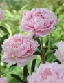 paeonia-sarah-bernhardt-peony-sarah-bernhart-d52.jpg