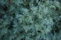Silberstrau-Wermut--10537-1920.jpg