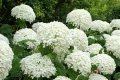 hydrangea-arborescens-annabelle-GettyImages-1587152113-5dc01f1a44e447e2a8fce243f5d7a499.jpg