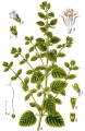 melissa-officinalis-sturm55-J8BE7M.jpg